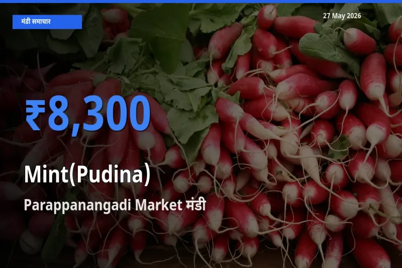 आज पुदीना के सबसे ऊँचे दाम ₹8,300 Parappanangadi Market मंडी में