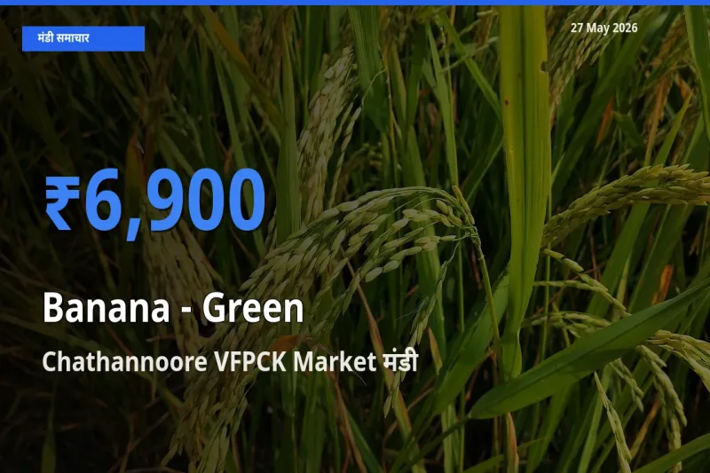 बाज़ार संकेत: Chathannoore VFPCK Market बना केला - हरा के लिए आज की टॉप मंडी