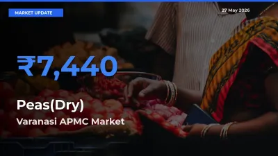 Market Watch: Varanasi APMC Becomes Top Mandi for Peas(Dry)