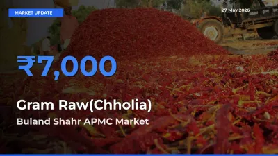 Buland Shahr APMC Tops Gram Raw(Chholia) Rates – May 27 Market Update