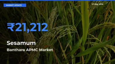 Sesamum Mandi Rate Today: Banthara APMC Tops the List