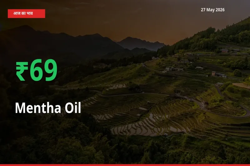 मेंथा ऑयल के दाम प्रमुख मंडी में 68.74% बढ़े, 24 घंटे में बड़ा बदलाव
