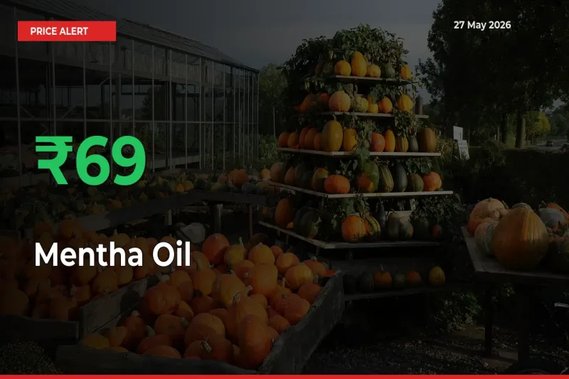 Big Rally! Mentha Oil Climbs 68.74% in 24 Hours at Top Mandis
