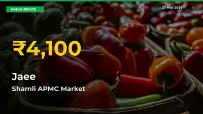 Big Jump in Jaee Prices! Shamli APMC Records New Peak Today