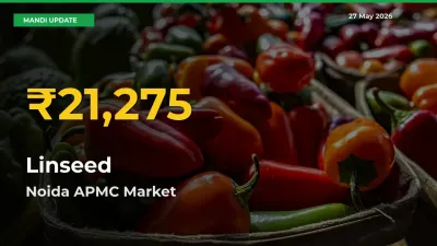 Big Jump in Linseed Prices! Noida APMC Records New Peak Today