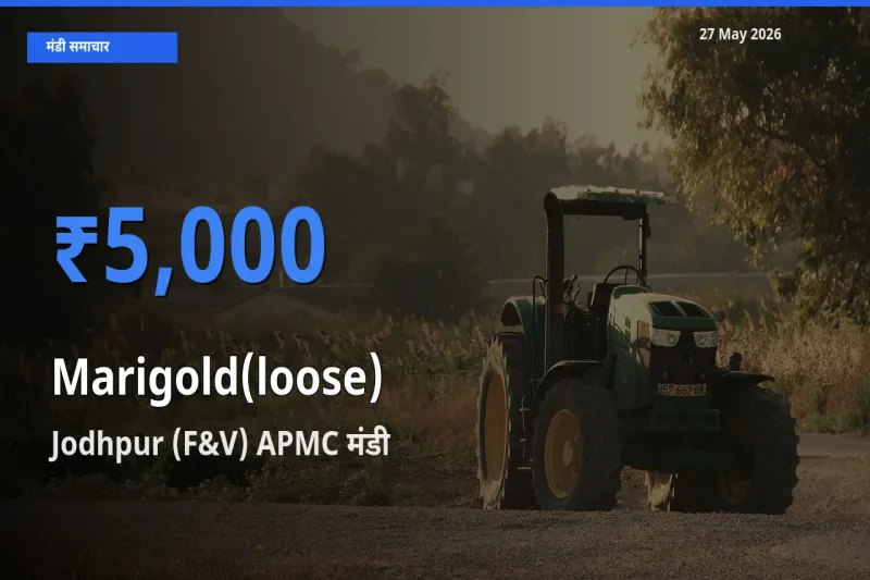 Jodhpur (F&V) APMC मंडी में गेंदा (ढीला) ₹5,000 पर पहुँचा – आज का सर्वोच्च भाव