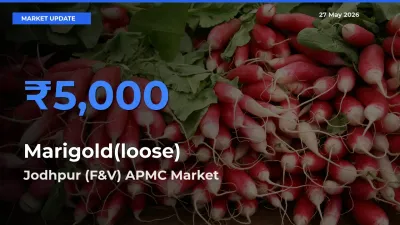 Marigold(loose) Mandi Rate Today: Jodhpur (F&V) APMC Tops the List