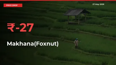 Makhana(Foxnut) Mandi Rate Today: Prices Fall 27.4% at Market