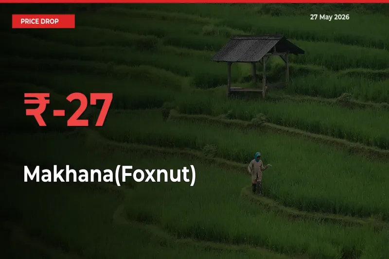 Makhana(Foxnut) Mandi Rate Today: Prices Fall 27.4% at Market