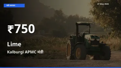 रिकॉर्ड गिरावट नहीं, लेकिन 30 दिन का न्यूनतम! Kalburgi APMC में नींबू के दाम फिसले