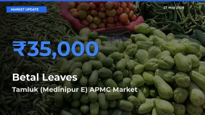 Tamluk (Medinipur E) APMC Emerges as Top Mandi for Betal Leaves Prices Today