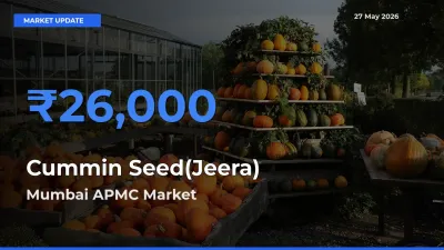 Market Watch: Mumbai APMC Becomes Top Mandi for Cummin Seed(Jeera)