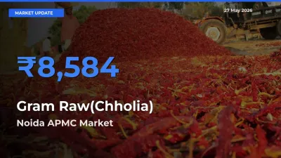 Noida APMC Records Highest ₹8,584 Rate for Gram Raw(Chholia)