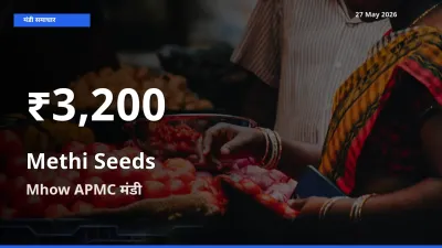 मेथी दाना के दाम 30 दिनों के सबसे निचले स्तर पर, Mhow APMC