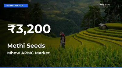 Methi Seeds Prices Touch 30-Day Low in Mhow APMC – May 27 Update