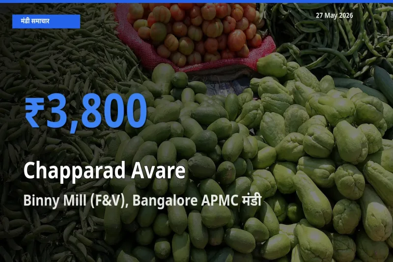 आज चप्परद अवरे के सबसे ऊँचे दाम ₹3,800 Binny Mill (F&V), Bangalore APMC मंडी में
