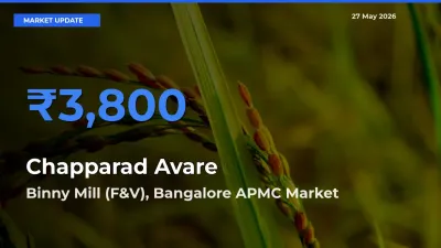 Binny Mill (F&V), Bangalore APMC Emerges as Top Mandi for Chapparad Avare Prices Today