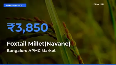 Bangalore APMC Tops Foxtail Millet(Navane) Mandi Rates Today