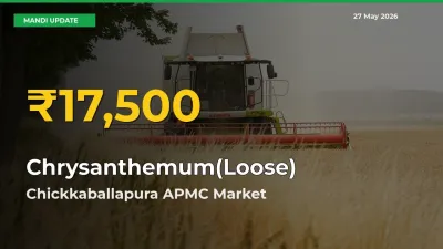 Chrysanthemum(Loose) Mandi Rate Surges Today in Chickkaballapura APMC – Highest Level in 30 Days
