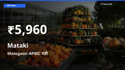 मटकी के दामों में गिरावट, Malegaon APMC में 30 दिन का न्यूनतम भाव