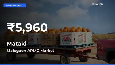 Mataki Prices Touch 30-Day Low in Malegaon APMC – May 27 Update