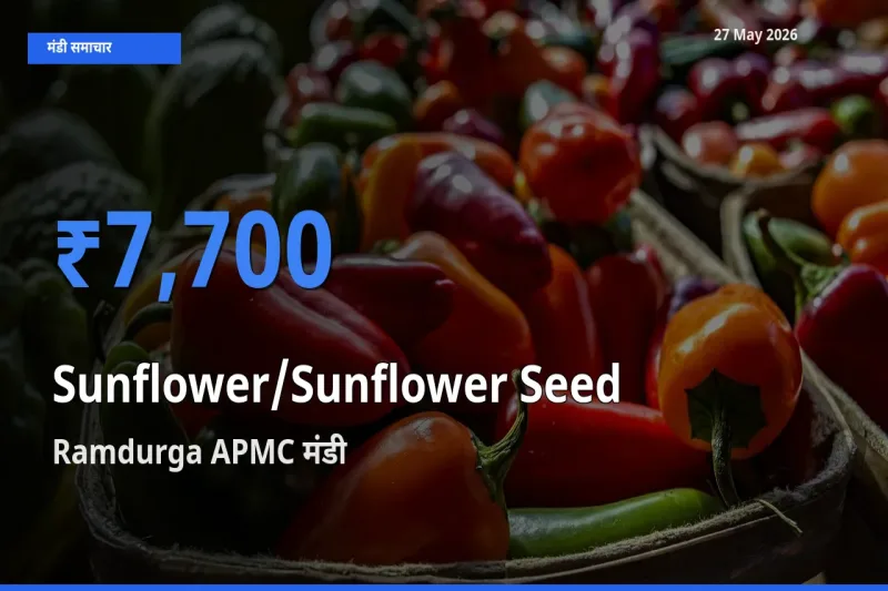 बाज़ार संकेत: Ramdurga APMC बना सूरजमुखी के बीज के लिए आज की टॉप मंडी