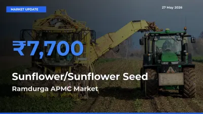 Market Watch: Ramdurga APMC Becomes Top Mandi for Sunflower/Sunflower Seed