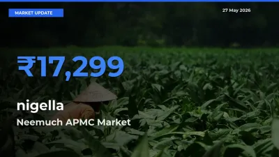 Farmers Prefer Neemuch APMC as nigella Hits Highest Rate