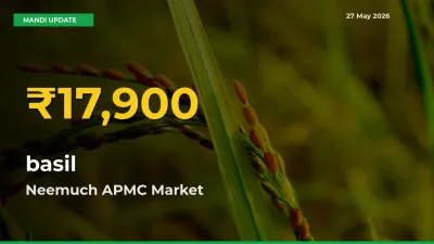 Fresh Record! basil Price Climbs to New High in Neemuch APMC