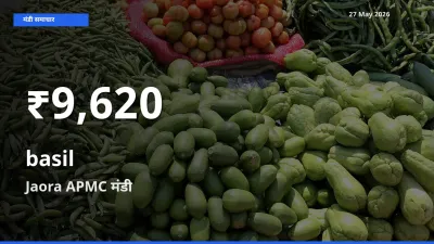 तुलसी के दामों में गिरावट, Jaora APMC में 30 दिन का न्यूनतम भाव