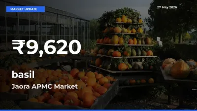 Why basil Prices Slumped in Jaora APMC – 30-Day Low Today