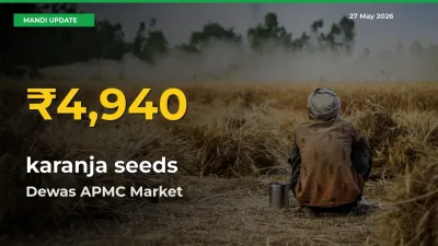 Big Jump in karanja seeds Prices! Dewas APMC Records New Peak Today
