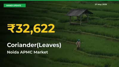 Why Coriander(Leaves) Prices Are Climbing in Noida APMC – Today’s New High Explained