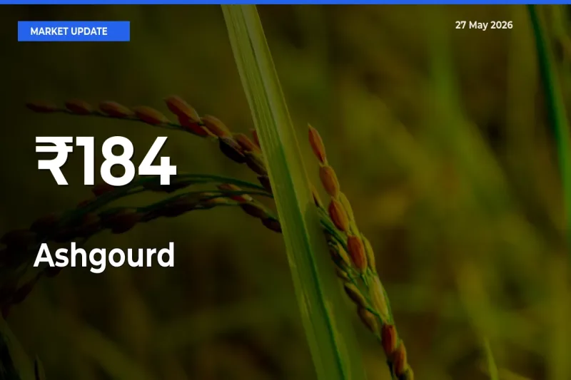 Ashgourd Mandi Trend Today: Prices Shift Across Multiple Markets