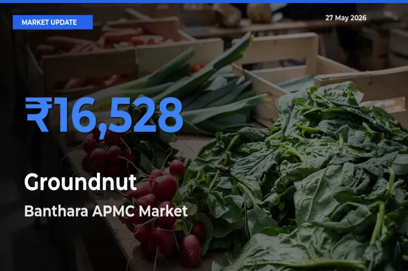 Banthara APMC Tops Groundnut Rates – May 27 Market Update