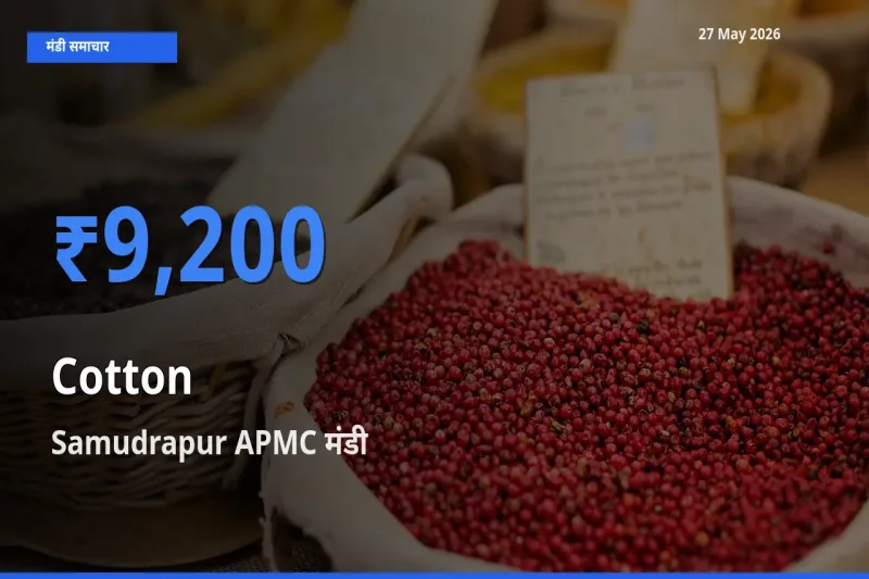 आज कपास के सबसे ज़्यादा दाम Samudrapur APMC मंडी में दर्ज