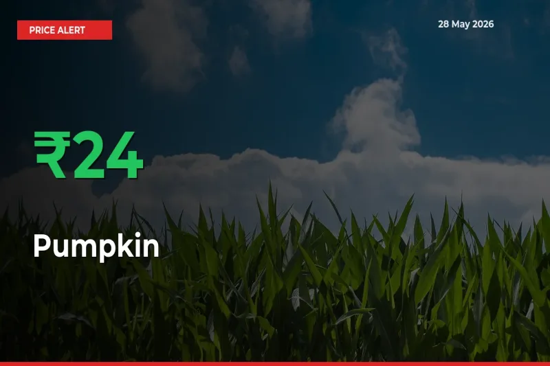 Sudden 24.02% Rally in Pumpkin Prices Across Mandis