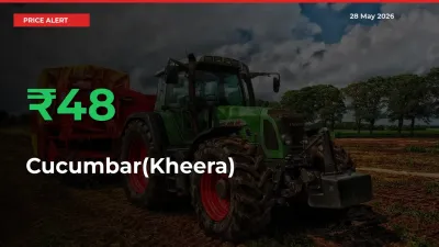 Cucumbar(Kheera) Prices Rise 47.86% in a Day at Major Mandis