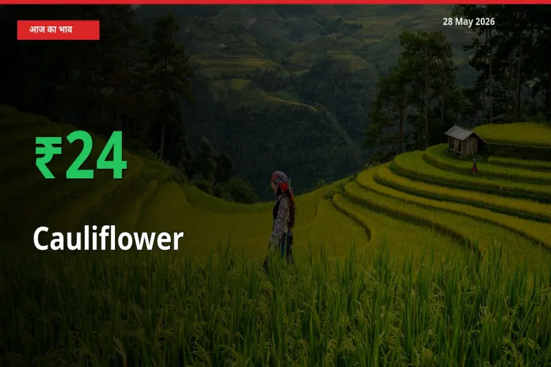फूलगोभी के दाम प्रमुख मंडी में 23.64% बढ़े, 24 घंटे में बड़ा बदलाव
