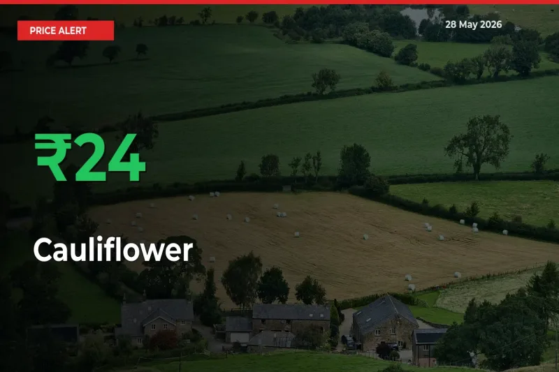 Cauliflower Mandi Rate Today: Prices Jump 23.64% at Market