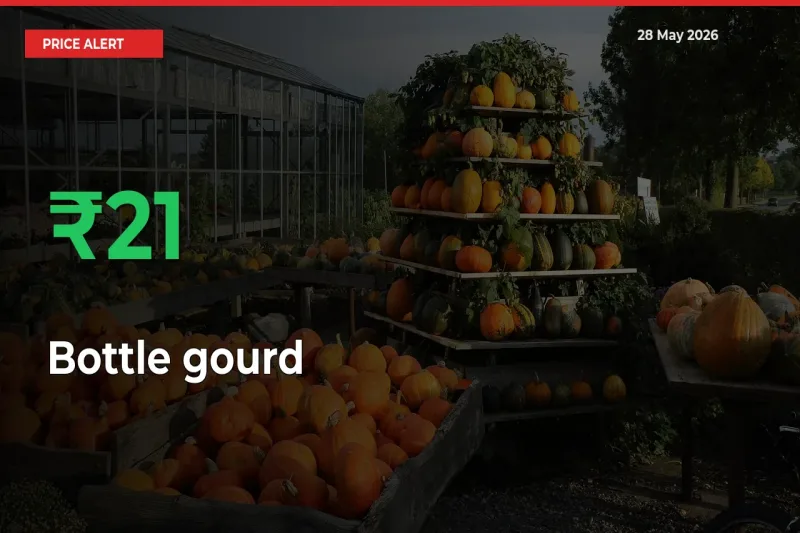Bottle gourd Rises 20.9% at Mandis