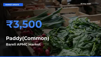 Paddy(Common) Mandi Rate Today: Bareli APMC Tops the List
