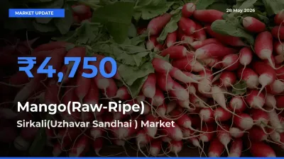 Sirkali(Uzhavar Sandhai ) Tops Mango(Raw-Ripe) Mandi Rates Today