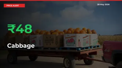 Sudden 47.63% Rally in Cabbage Prices Across Mandis