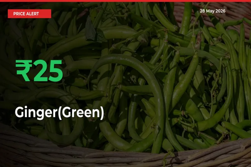 Big Rally! Ginger(Green) Climbs 24.82% in 24 Hours at Top Mandis