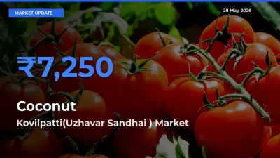 Coconut Mandi Rate Today: Kovilpatti(Uzhavar Sandhai ) Tops the List