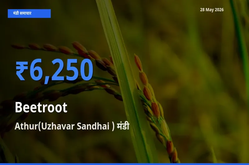 आज का मंडी भाव: चुकंदर के सबसे ज़्यादा दाम Athur(Uzhavar Sandhai ) में