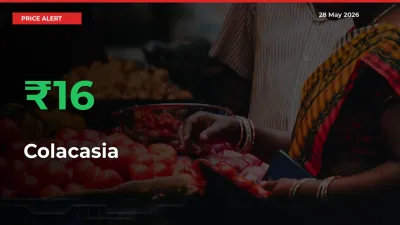 Big Rally! Colacasia Climbs 15.69% in 24 Hours at Top Mandis
