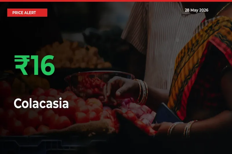 Big Rally! Colacasia Climbs 15.69% in 24 Hours at Top Mandis
