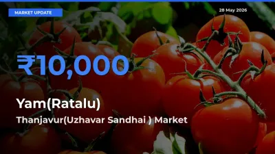 Thanjavur(Uzhavar Sandhai ) Emerges as Top Mandi for Yam(Ratalu) Prices Today